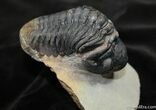 Big Arched Reedops Trilobite - Inches #1523-2